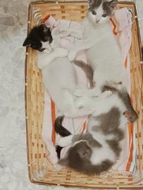 Gattini di due mesi