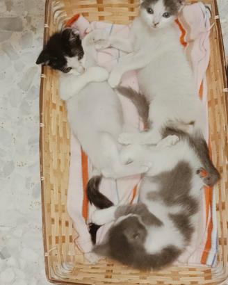 Gattini di due mesi