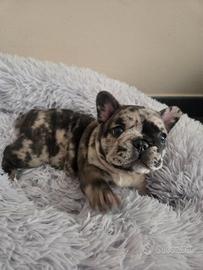 Bulldog Francese Merle