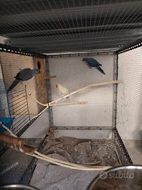 Parrocchetti dal collare