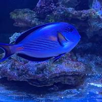 Acanthurus Sohal xxl