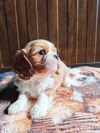 Cavalier king