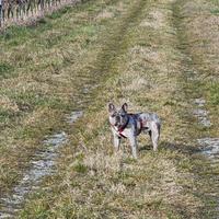 Bouldogue bulldog francese