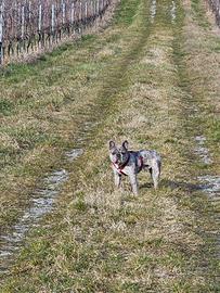 Bouldogue bulldog francese