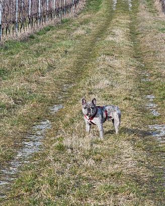 Bouldogue bulldog francese