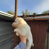 Cucciola di labrador miele