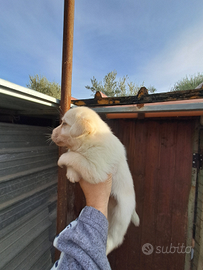 Cucciola di labrador miele