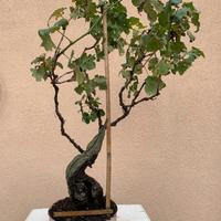 Bonsai di vite