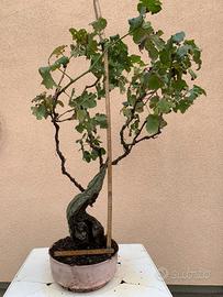 Bonsai di vite