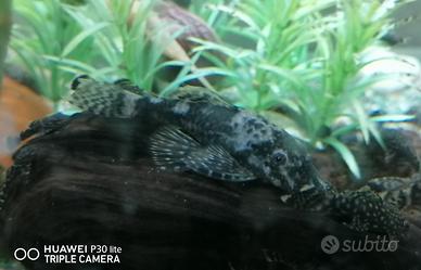 Ancistrus come pleco pesci pulitori acquario