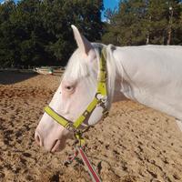 Cavallo paint