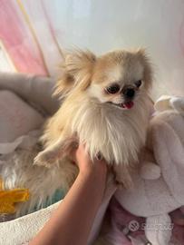 Chihuahua