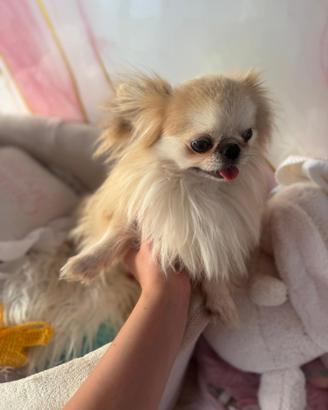 Chihuahua