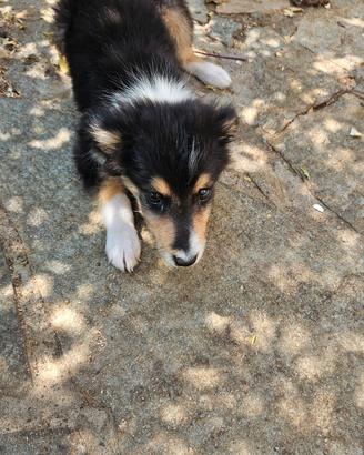 pastore scozzese collie lassie