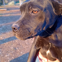 Cuccioli di cane corso