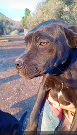 Cuccioli di cane corso