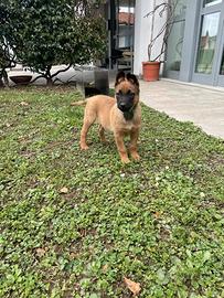 2 Cucciole Malinois Pastore Belga 5 mesi