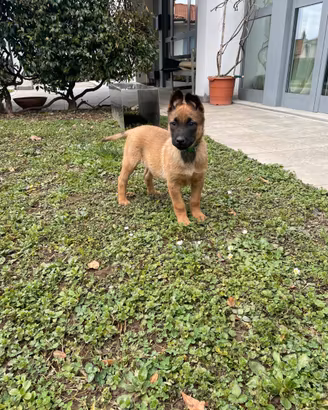 2 Cucciole Malinois Pastore Belga 5 mesi