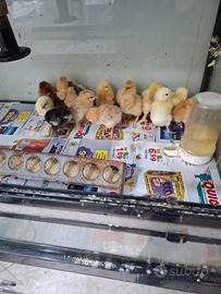 Pulcini di robusta lionata, e bramaputra