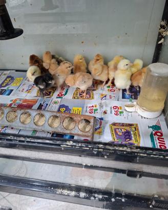 Pulcini di robusta lionata, e bramaputra