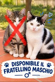 Regalasi gattino molto dolce e tranquillo