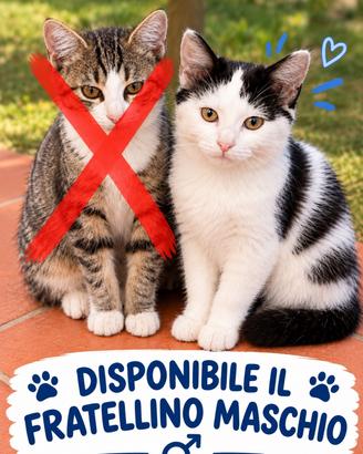 Regalasi gattino molto dolce e tranquillo