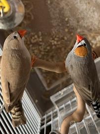 Pappagalli Diamante Mandarino