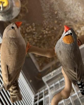 Pappagalli Diamante Mandarino