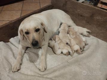 Cuccioli di labrador con pedigree