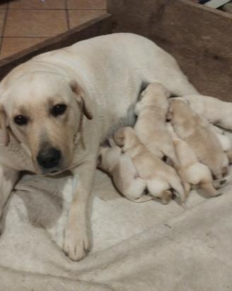 Cuccioli di labrador con pedigree