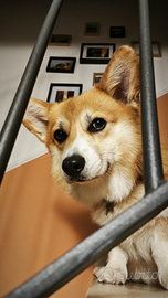 Corgi disponibile per monta
