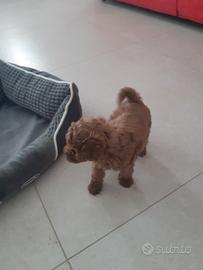 Cuccioli barboncino