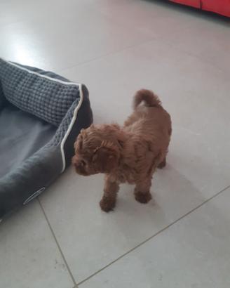 Cuccioli barboncino