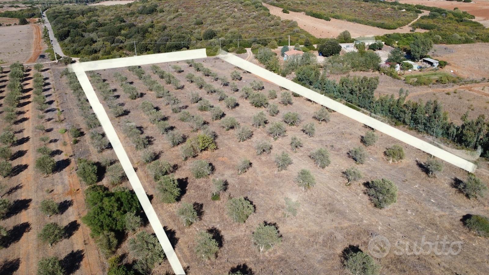 Terreno agricolo con uliveto - agro di sassari - Vista 3