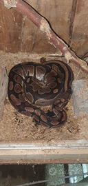 Pitone femmina di 1.2 mt