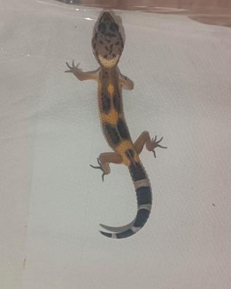 Geco leopardino