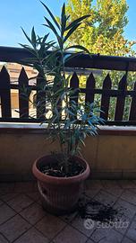 pianta di oleandreo