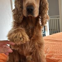Cocker Spaniel Disponibile per monta