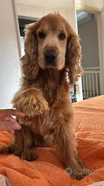 Cocker Spaniel Disponibile per monta