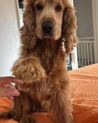 Cocker Spaniel Disponibile per monta