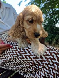 Ultimo cucciolo disponibile cocker spaniel