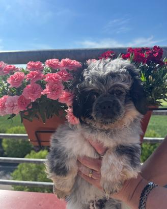Cucciolo pechinese