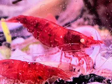 Neocaridina Bloody Marry Occhi Gialli