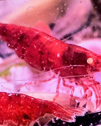 Neocaridina Bloody Marry Occhi Gialli