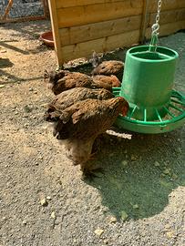 Galline brahma columbia, perniciate oro