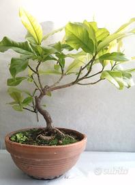 Bonsai magnolia