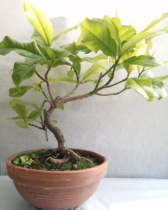 Bonsai magnolia