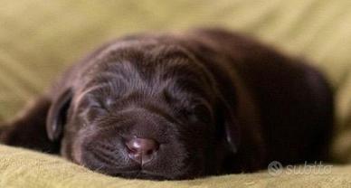 Labrador nero e cioccolato