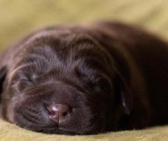 Labrador nero e cioccolato