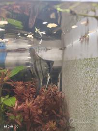 scalari altum Dantume 